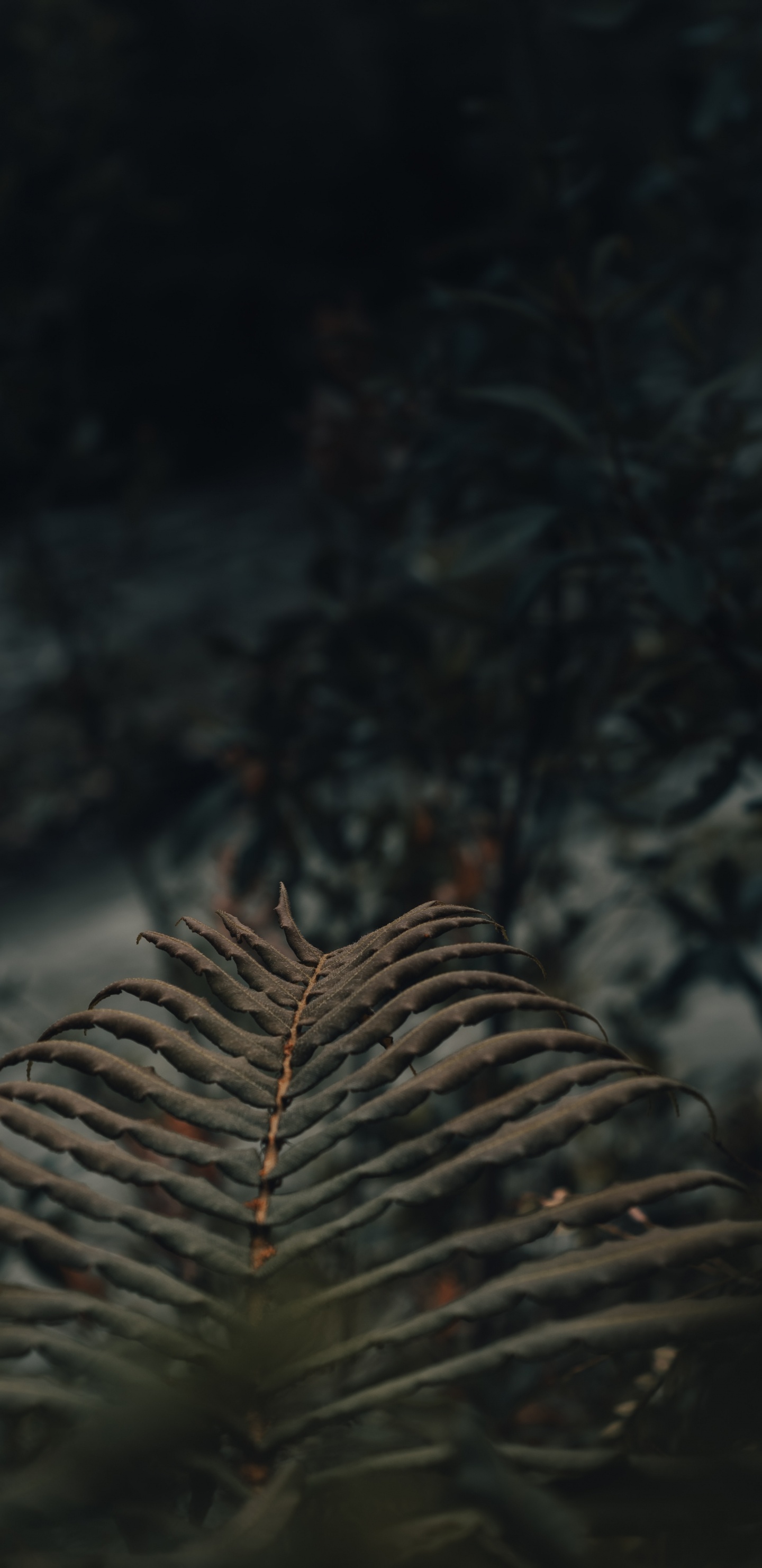 Branche D'arbre Brun en Photographie Rapprochée. Wallpaper in 1440x2960 Resolution