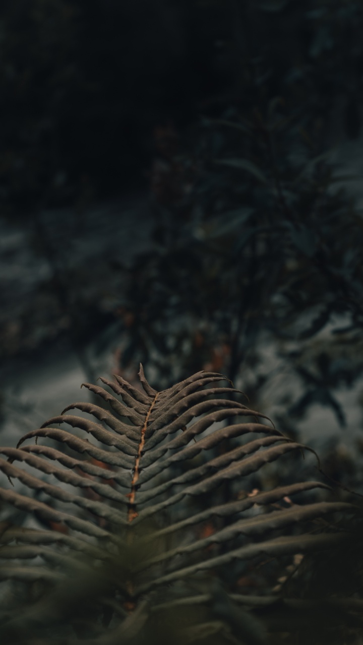 Branche D'arbre Brun en Photographie Rapprochée. Wallpaper in 720x1280 Resolution