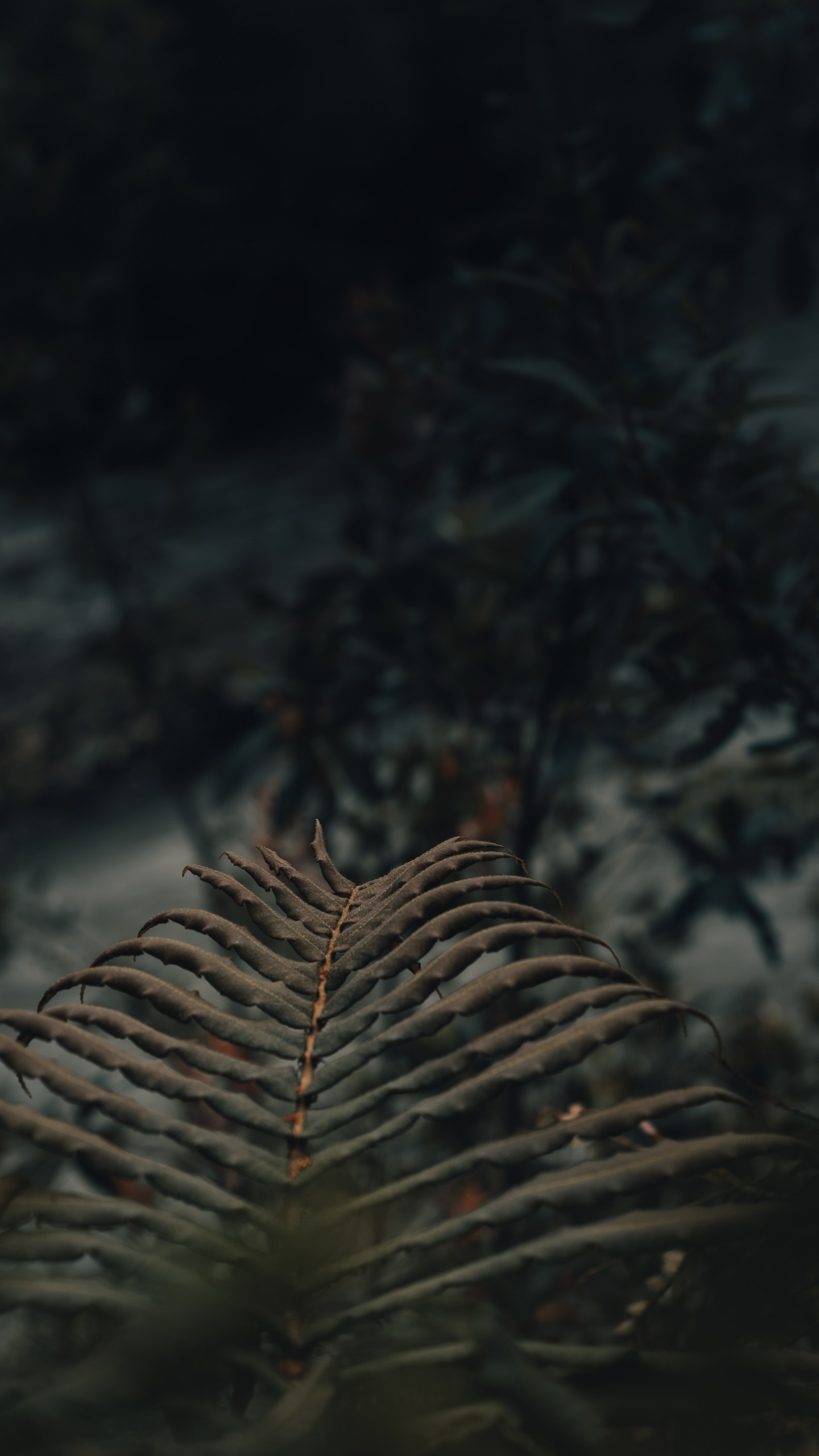 气氛, 生态系统, 木, 野生动物, 关闭了 壁纸 1440x2560 允许