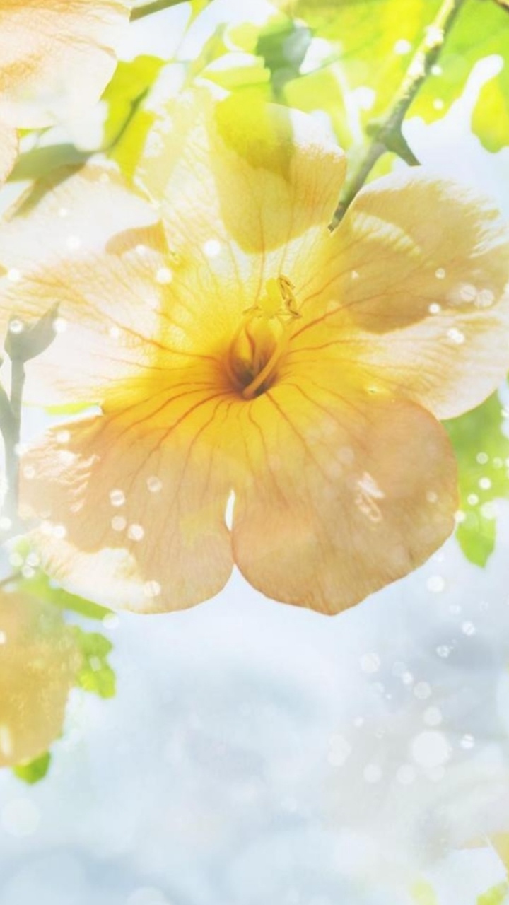 Pétales de Fleurs Jaunes et Blanches. Wallpaper in 720x1280 Resolution