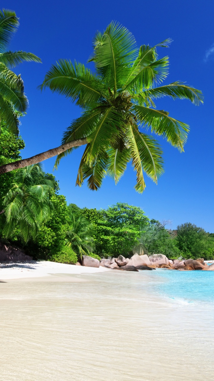 Green Palm Tree on Beach During Daytime. Wallpaper in 720x1280 Resolution