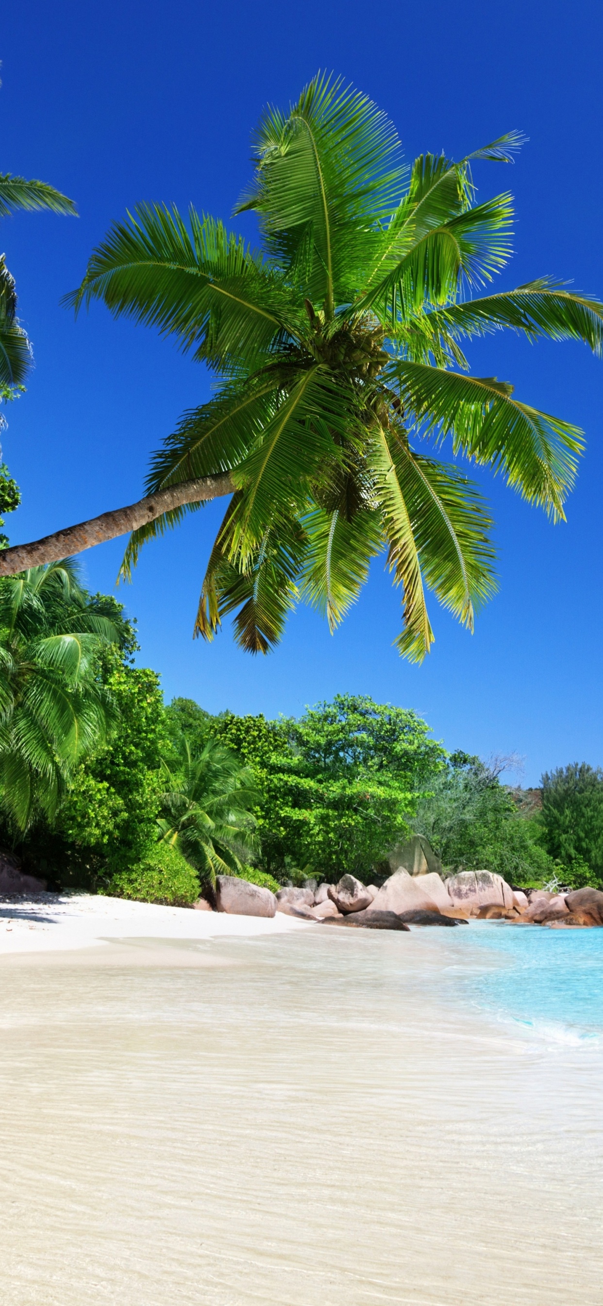 Palmier Vert Sur la Plage Pendant la Journée. Wallpaper in 1242x2688 Resolution