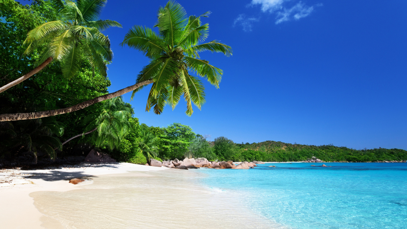 Palmier Vert Sur la Plage Pendant la Journée. Wallpaper in 1366x768 Resolution