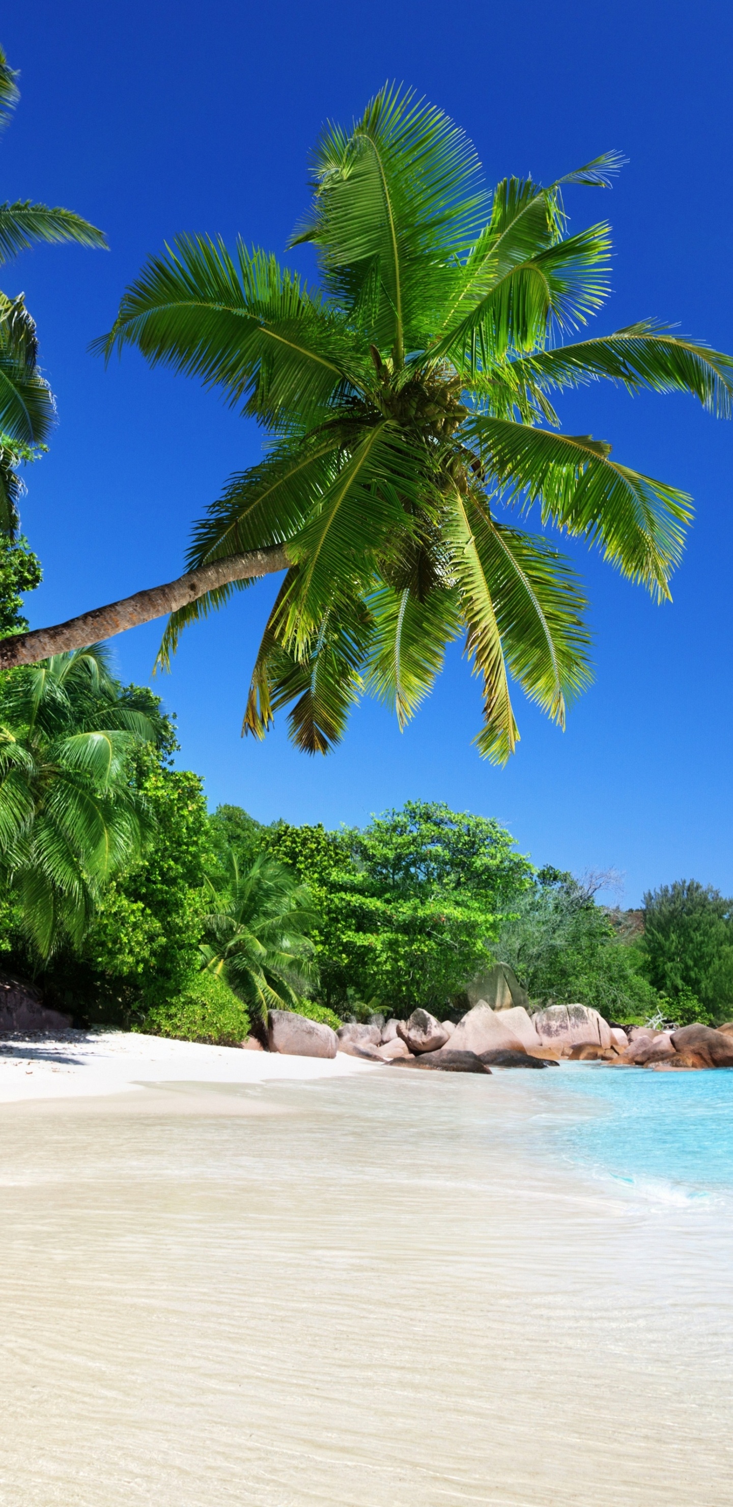 Palmera Verde en la Playa Durante el Día. Wallpaper in 1440x2960 Resolution