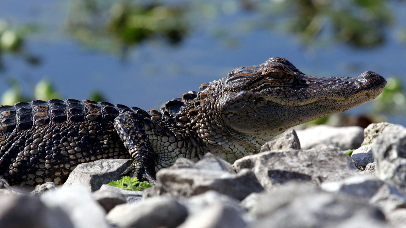 Black Crocodile on Gray Rock. Wallpaper in 1366x768 Resolution
