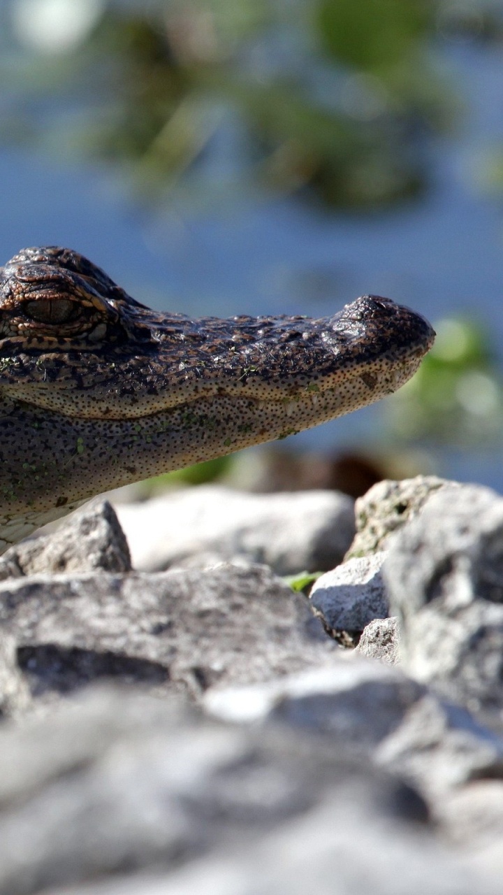 Crocodile Noir Sur Rocher Gris. Wallpaper in 720x1280 Resolution