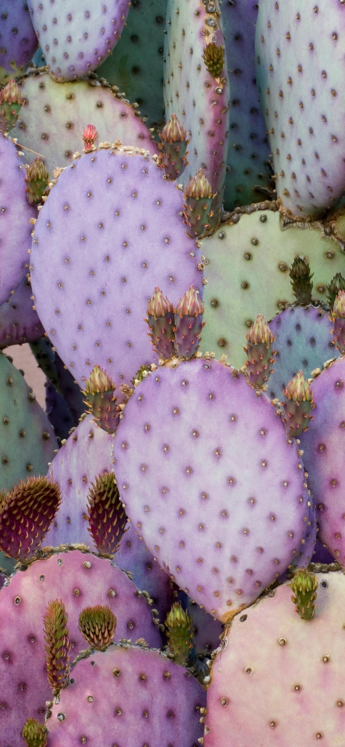 IPad, Ipad Pro, IPad Pro 2017, Apple, Cactus Violet. Wallpaper in 1125x2436 Resolution