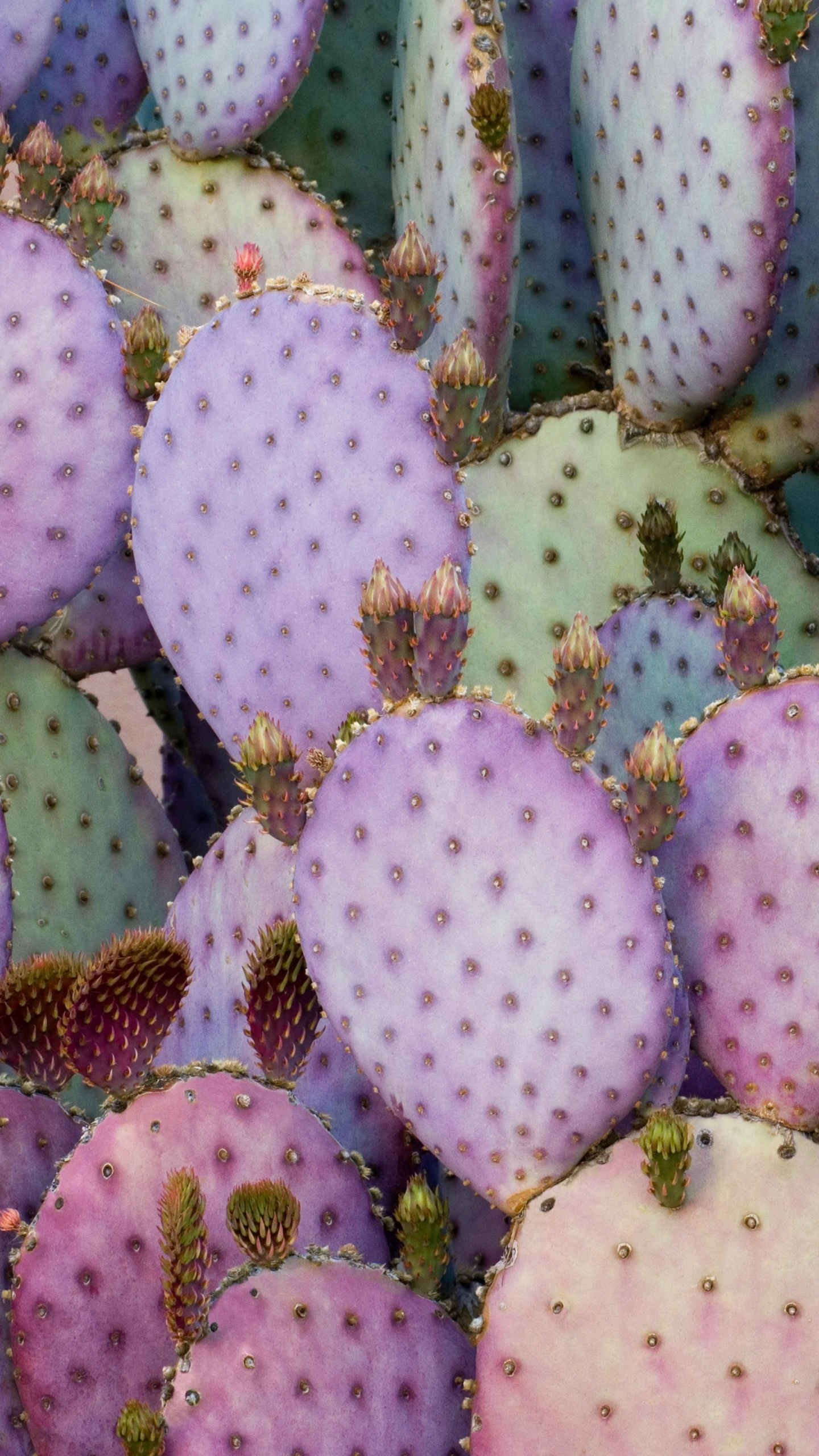 IPad, Ipad Pro, IPad Pro 2017, Apple, Cactus Violet. Wallpaper in 1440x2560 Resolution