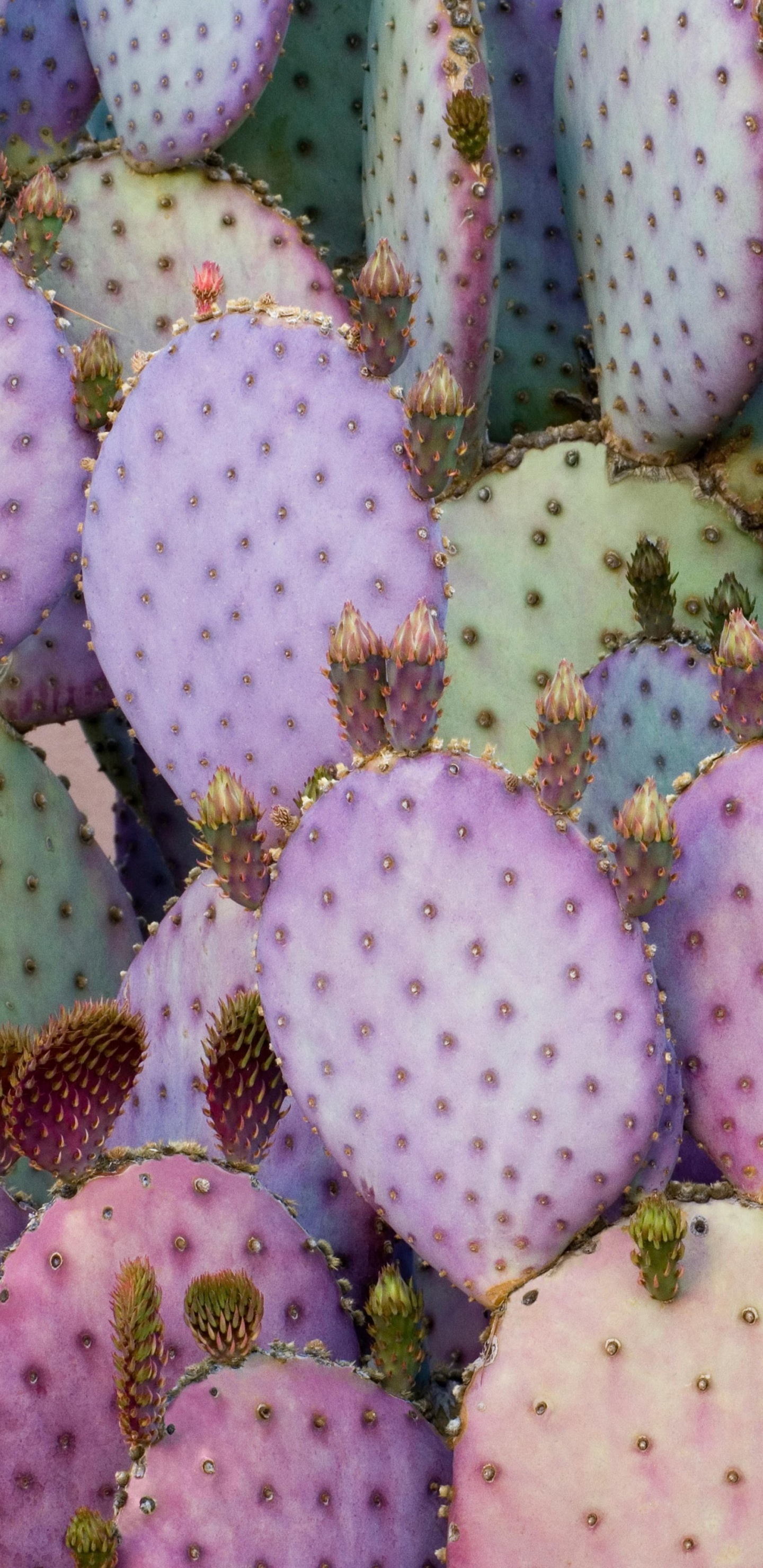 IPad, Ipad Pro, IPad Pro 2017, Apple, Cactus Violet. Wallpaper in 1440x2960 Resolution