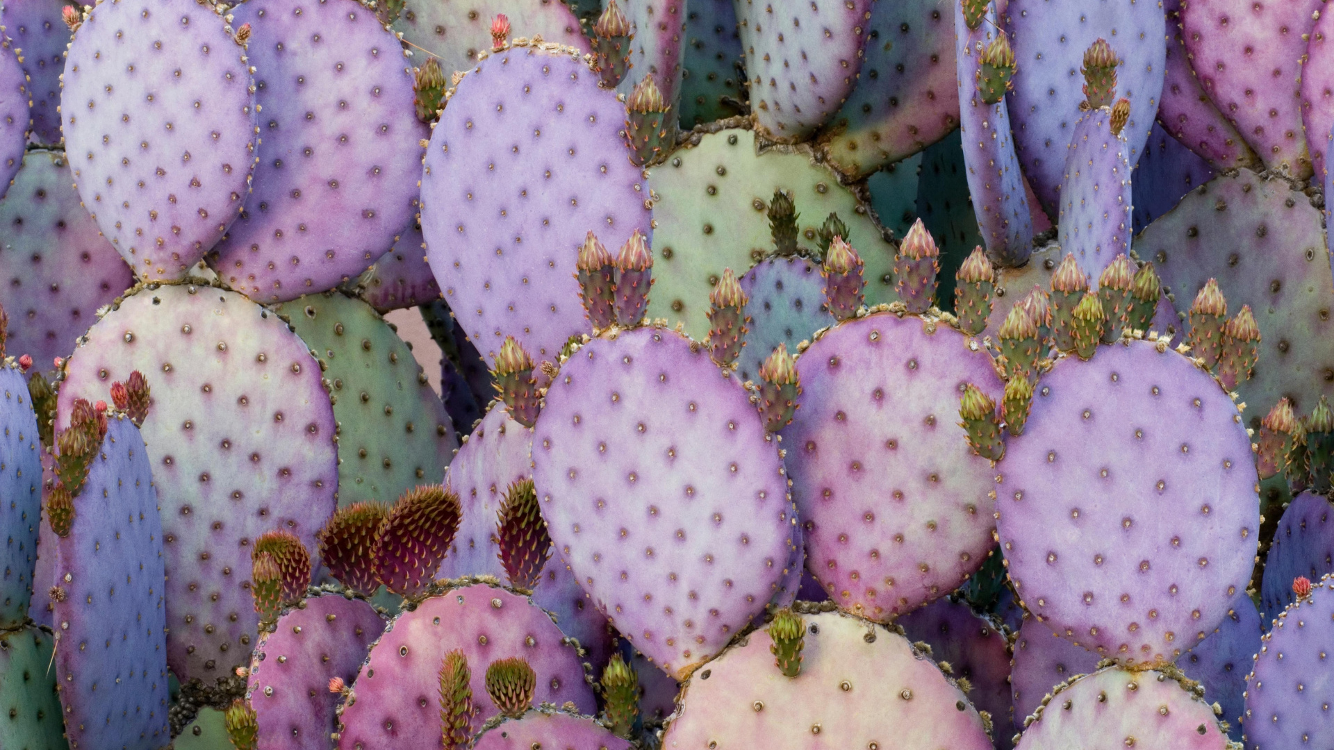 IPad, Ipad Pro, IPad Pro 2017, Apple, Cactus Violet. Wallpaper in 1920x1080 Resolution