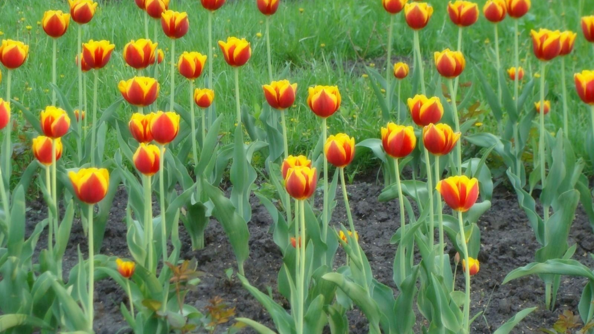 Red Tulips in Bloom During Daytime. Wallpaper in 1920x1080 Resolution