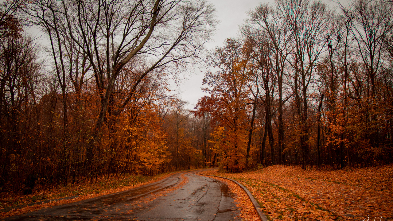 Natur, Naturlandschaft, Baum, Road, Blatt. Wallpaper in 1280x720 Resolution
