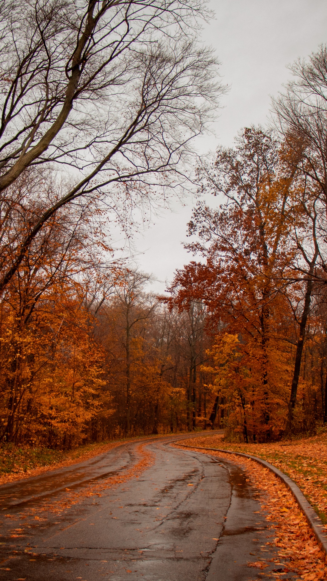 Nature, Natural Landscape, Tree, Road, Leaf. Wallpaper in 1080x1920 Resolution