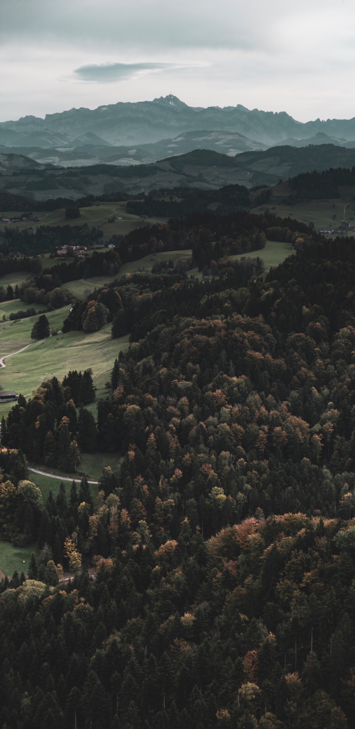 Wildnis, Wald, Bergigen Landschaftsformen, Hill, Hochland. Wallpaper in 1440x2960 Resolution