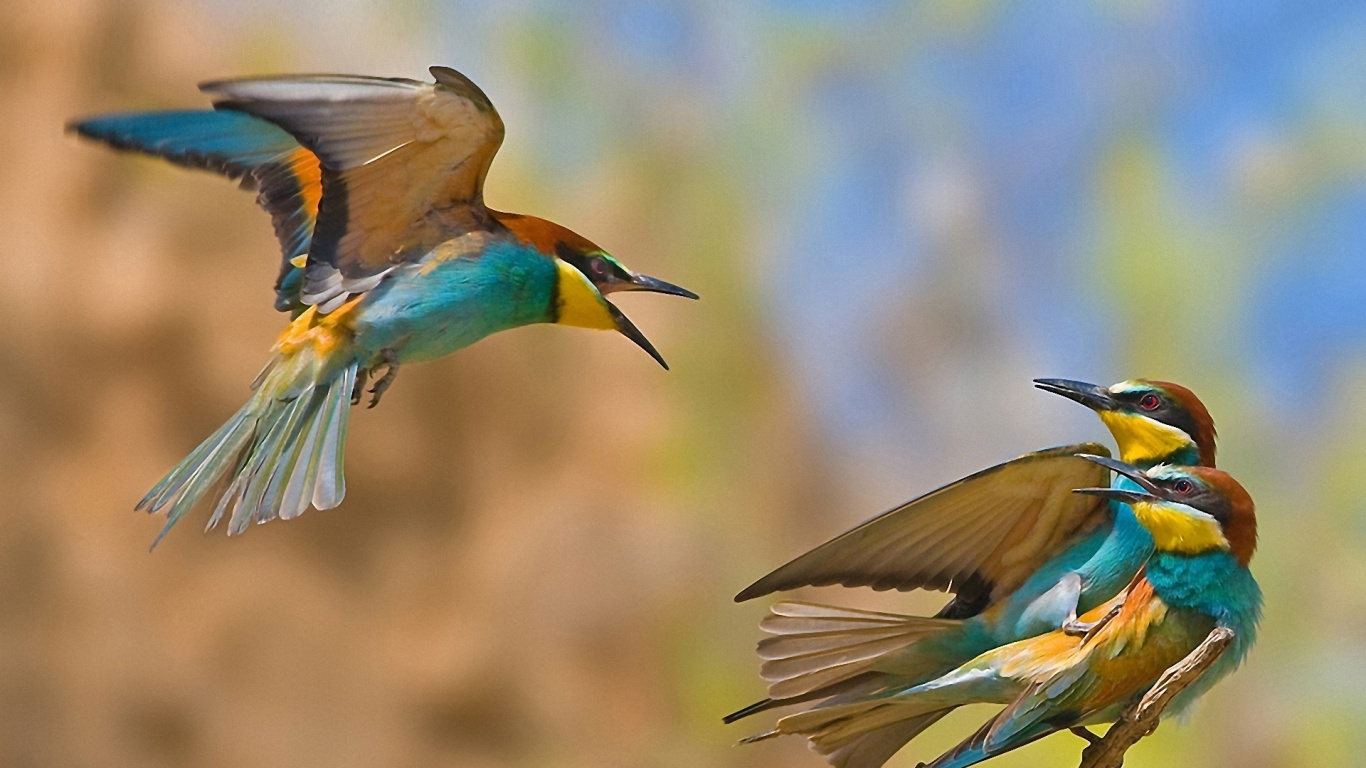 Blue and Brown Bird Flying During Daytime. Wallpaper in 1366x768 Resolution