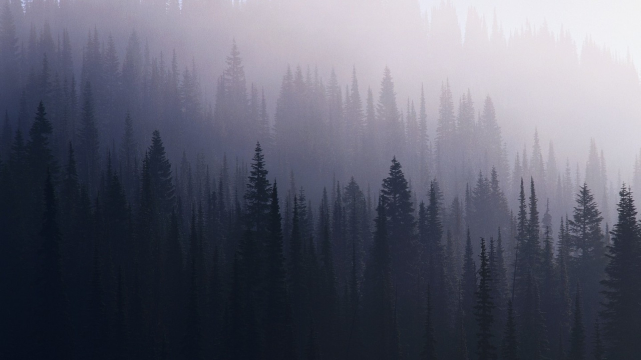 Green Pine Trees Covered With Fog. Wallpaper in 1280x720 Resolution