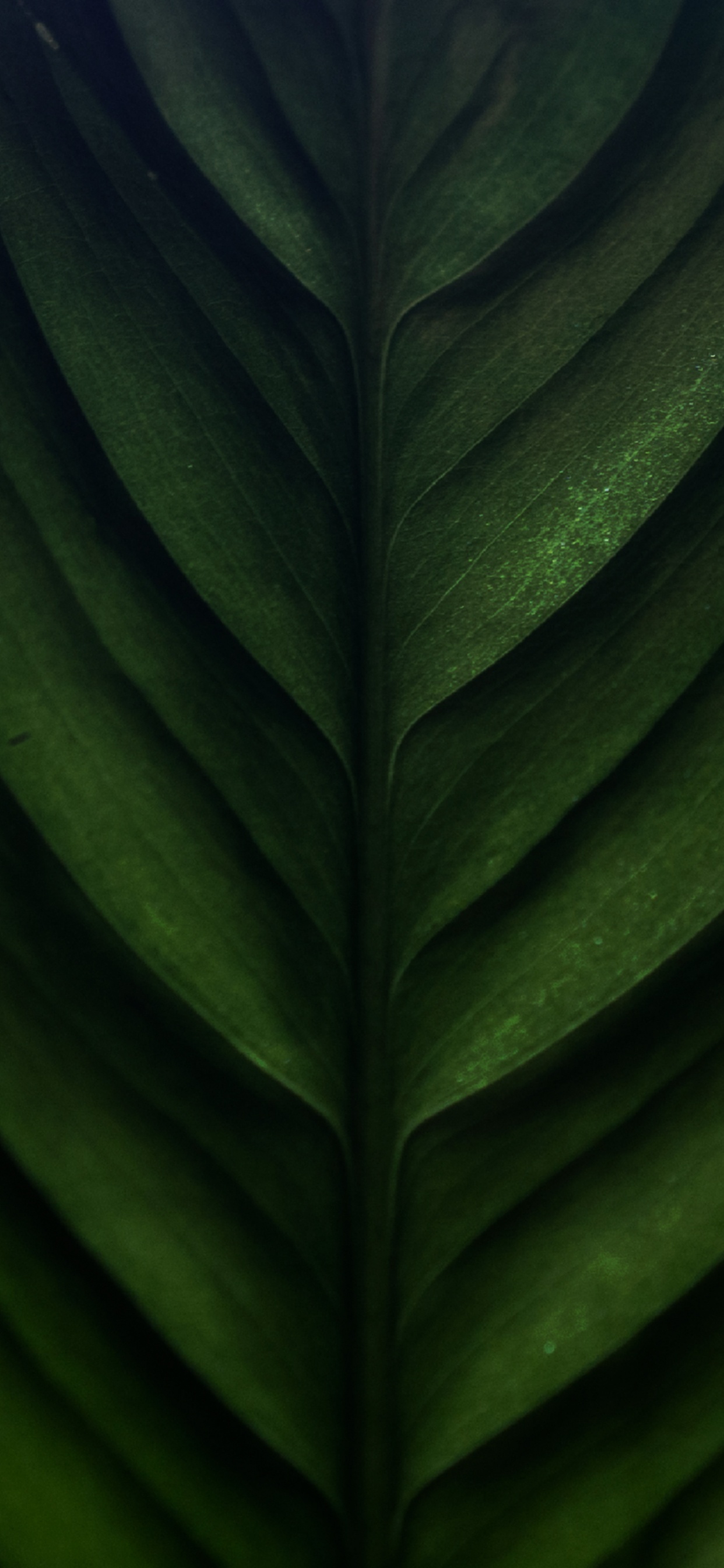Close Up, Plant Stem, Banana Leaf, Biology, Plant. Wallpaper in 1242x2688 Resolution