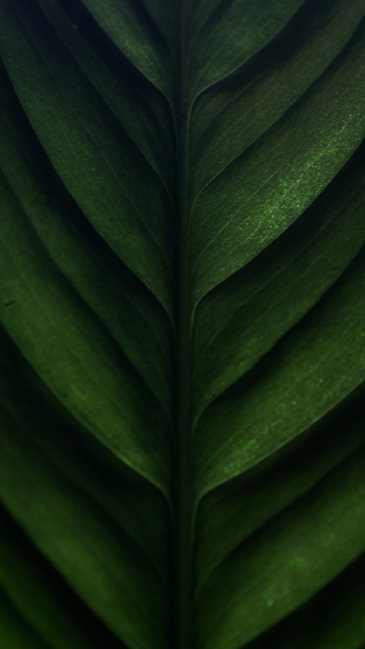 Close Up, Plant Stem, Banana Leaf, Biology, Plant. Wallpaper in 750x1334 Resolution