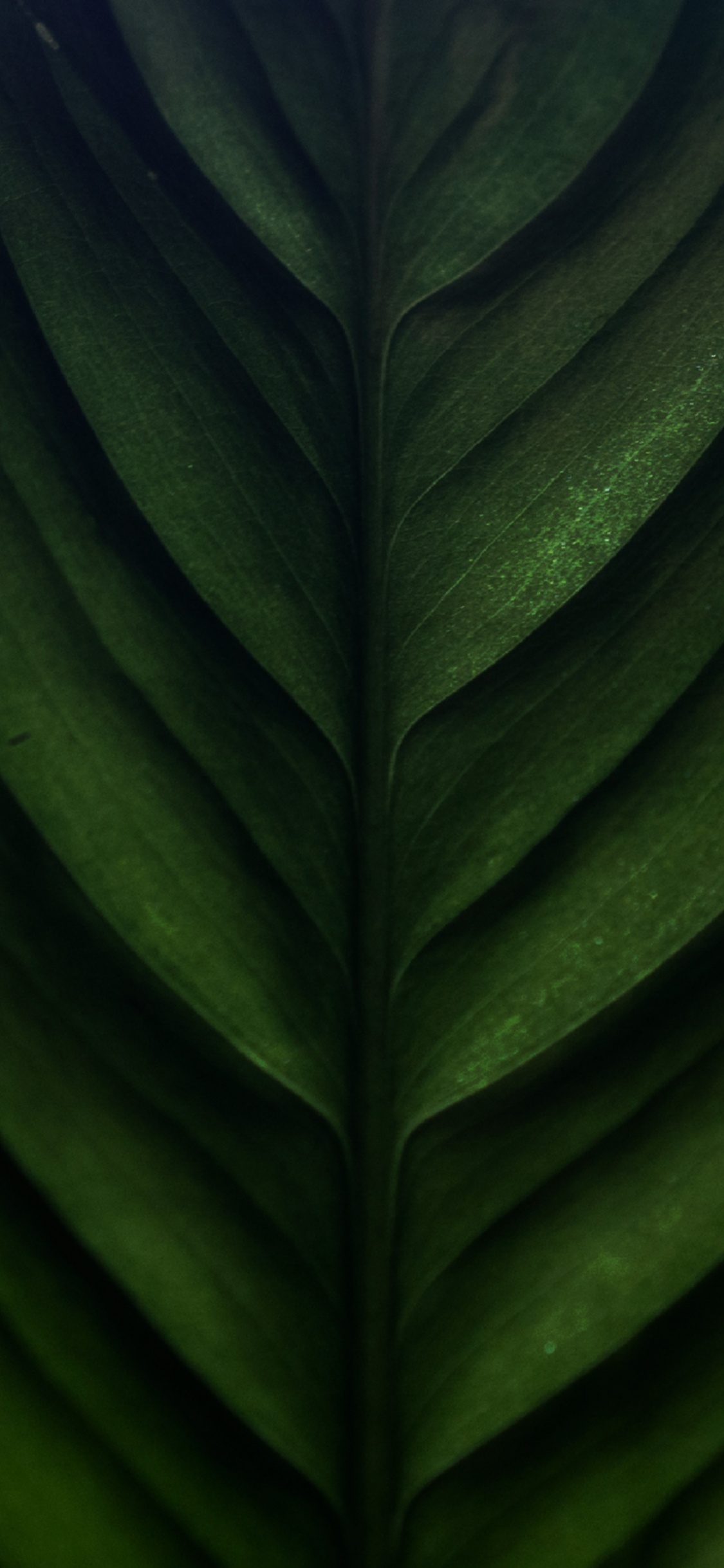 de Cerca, Tallo de la Planta, Hoja de Plátano, Biología, Planta Terrestre. Wallpaper in 1125x2436 Resolution