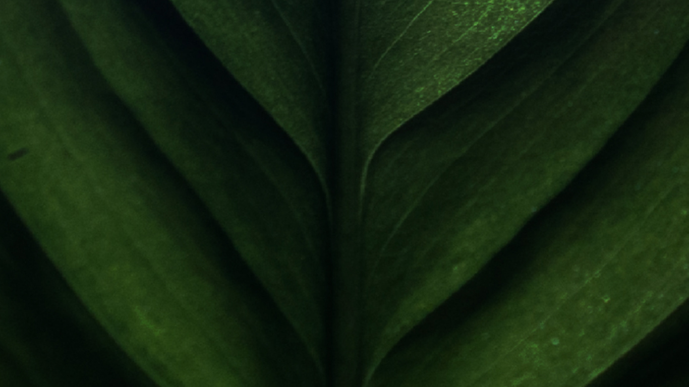 de Cerca, Tallo de la Planta, Hoja de Plátano, Biología, Planta Terrestre. Wallpaper in 1366x768 Resolution