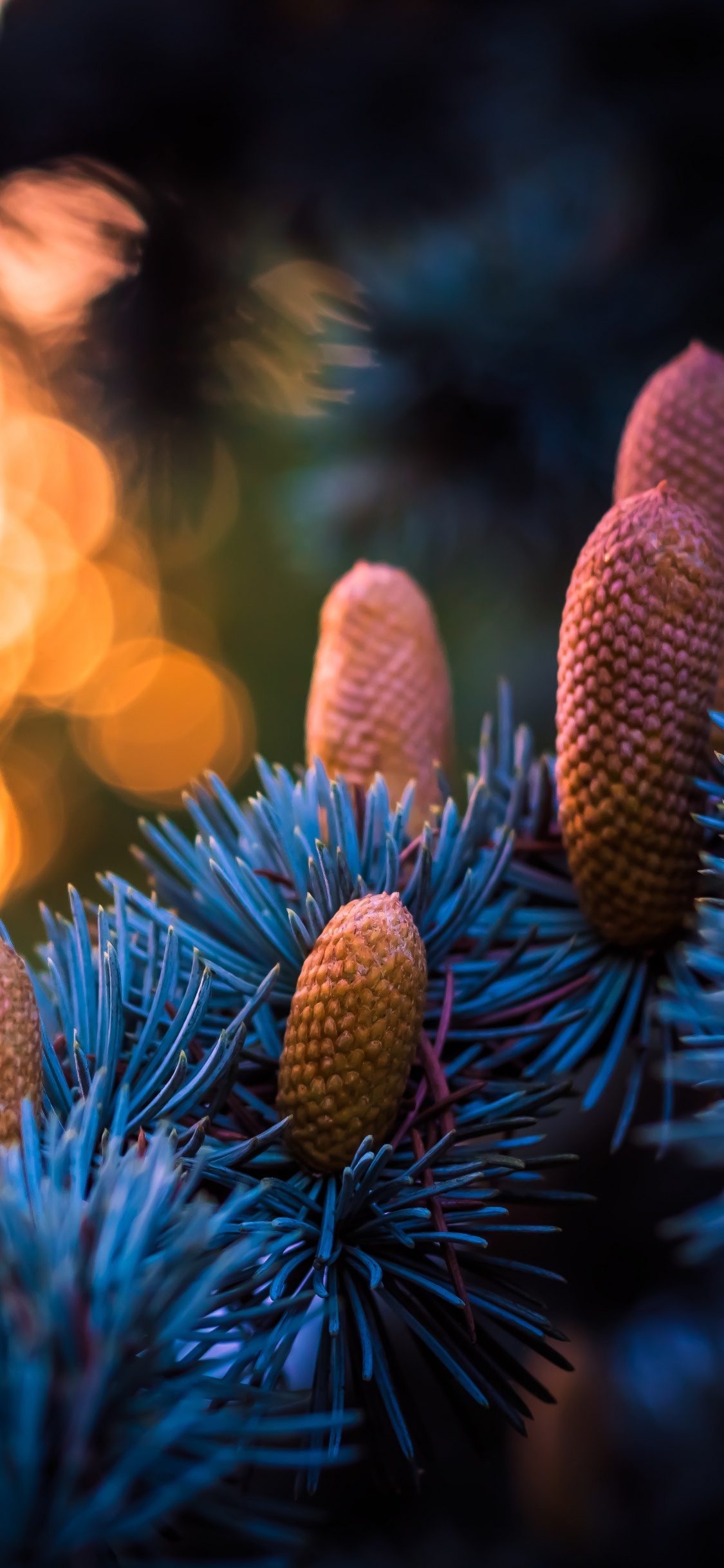 Blau, Licht, Baum, Familie Kiefer, Feuer. Wallpaper in 1125x2436 Resolution