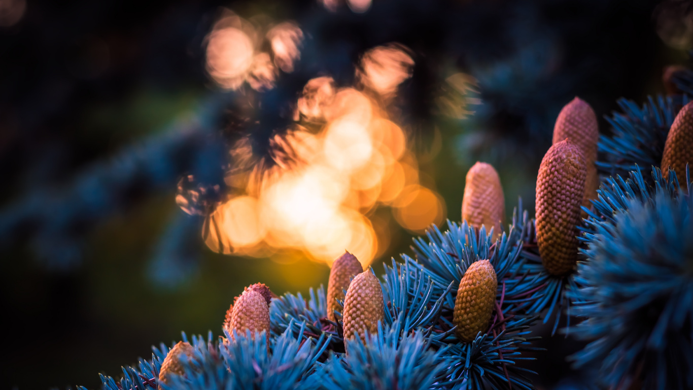 Blau, Licht, Baum, Familie Kiefer, Feuer. Wallpaper in 1366x768 Resolution