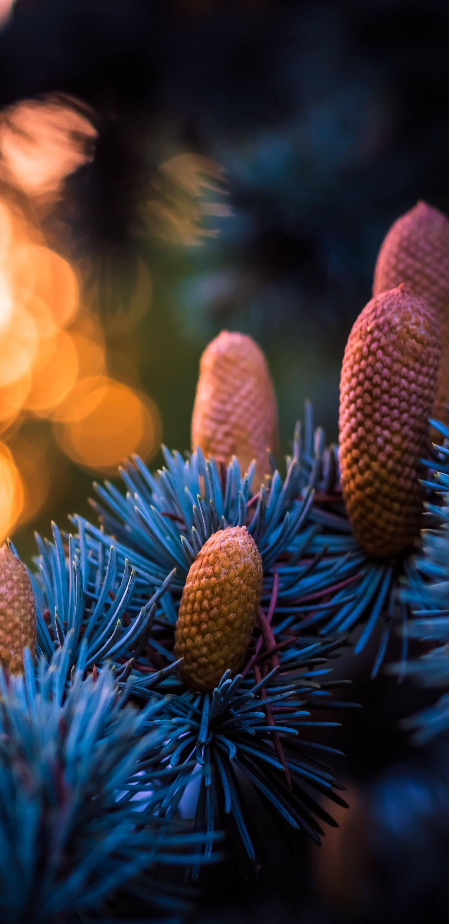 Blau, Licht, Baum, Familie Kiefer, Feuer. Wallpaper in 1440x2960 Resolution