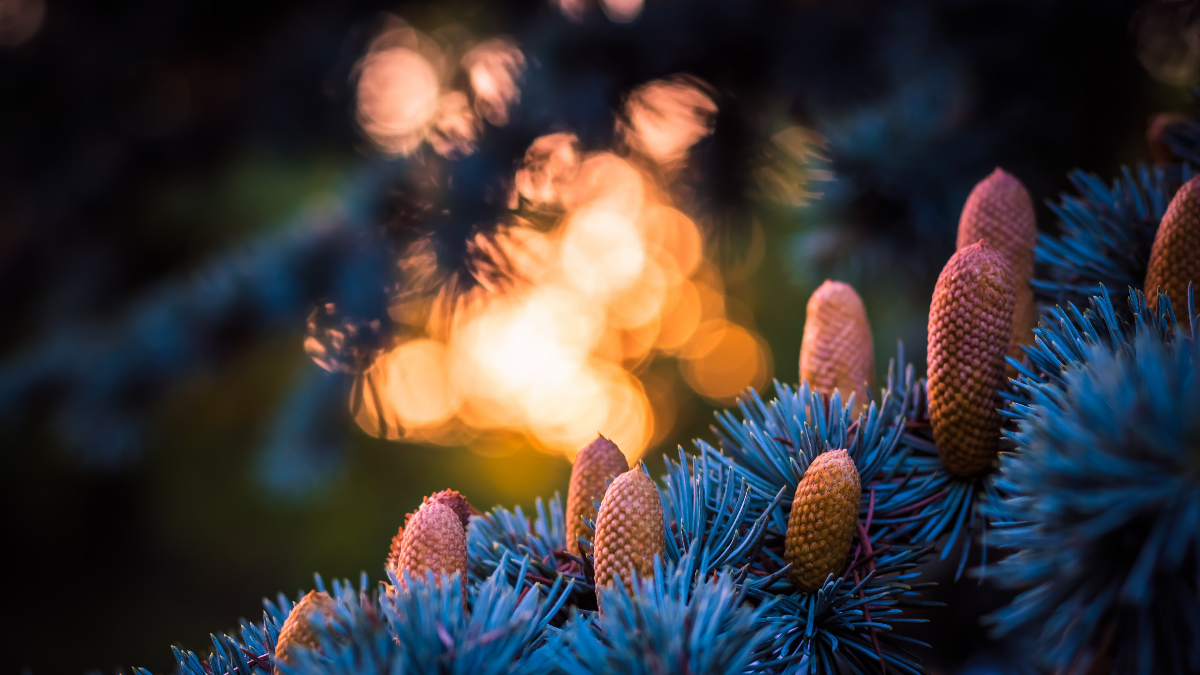 Blau, Licht, Baum, Familie Kiefer, Feuer. Wallpaper in 3840x2160 Resolution