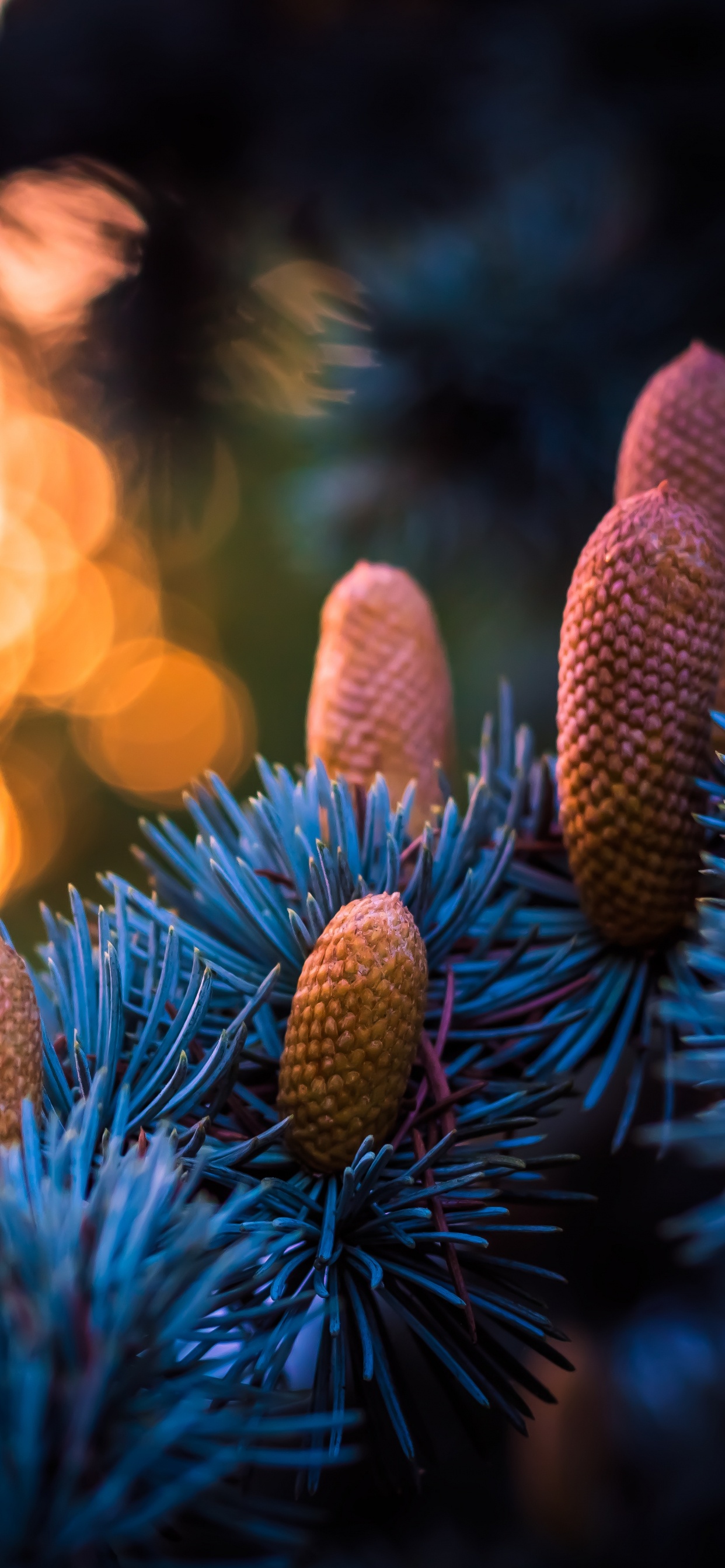 Blue, Lumière, Famille Des Pins, Pin, Feu. Wallpaper in 1242x2688 Resolution