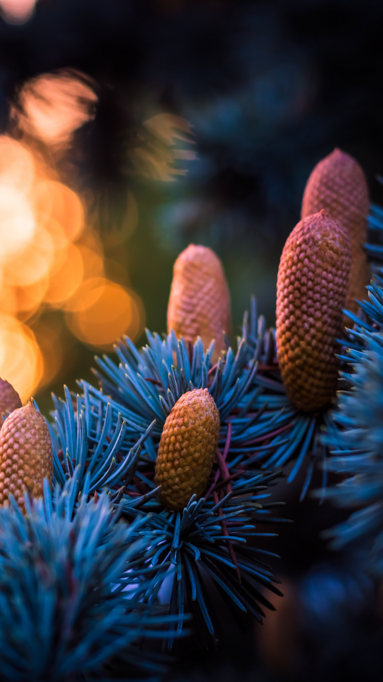 Blue, Lumière, Famille Des Pins, Pin, Feu. Wallpaper in 750x1334 Resolution