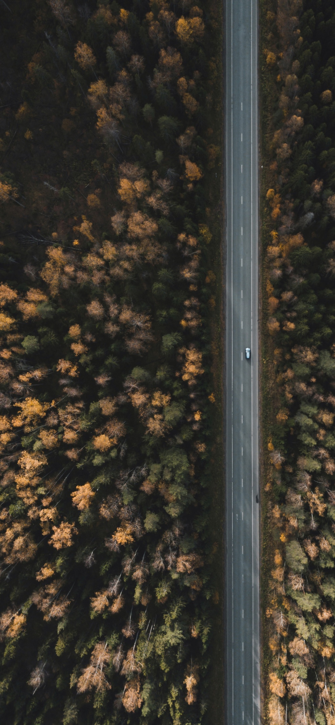天空, 的边缘, 路灯, 森林 壁纸 1125x2436 允许