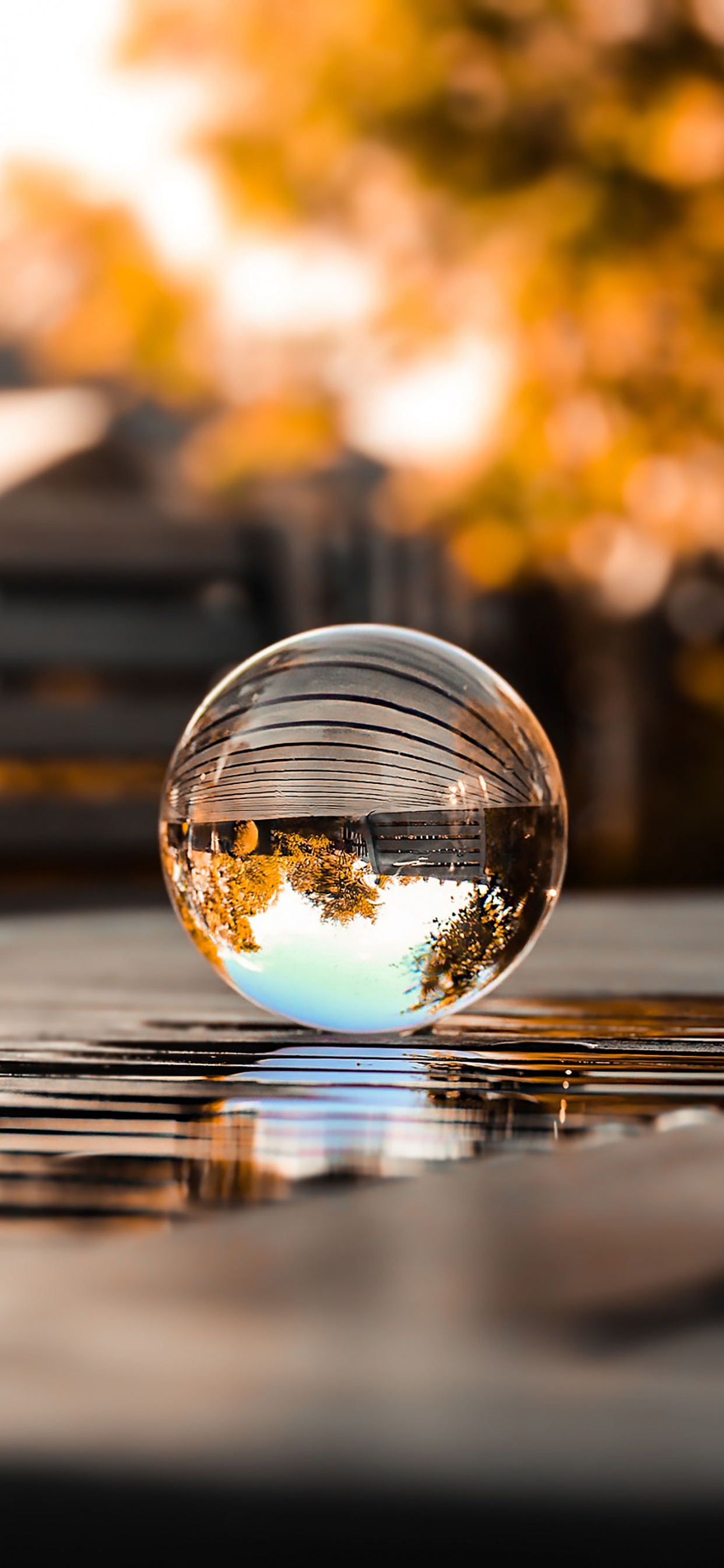 Reflection, Water, Automotive Lighting, Plant, Cloud. Wallpaper in 1242x2688 Resolution