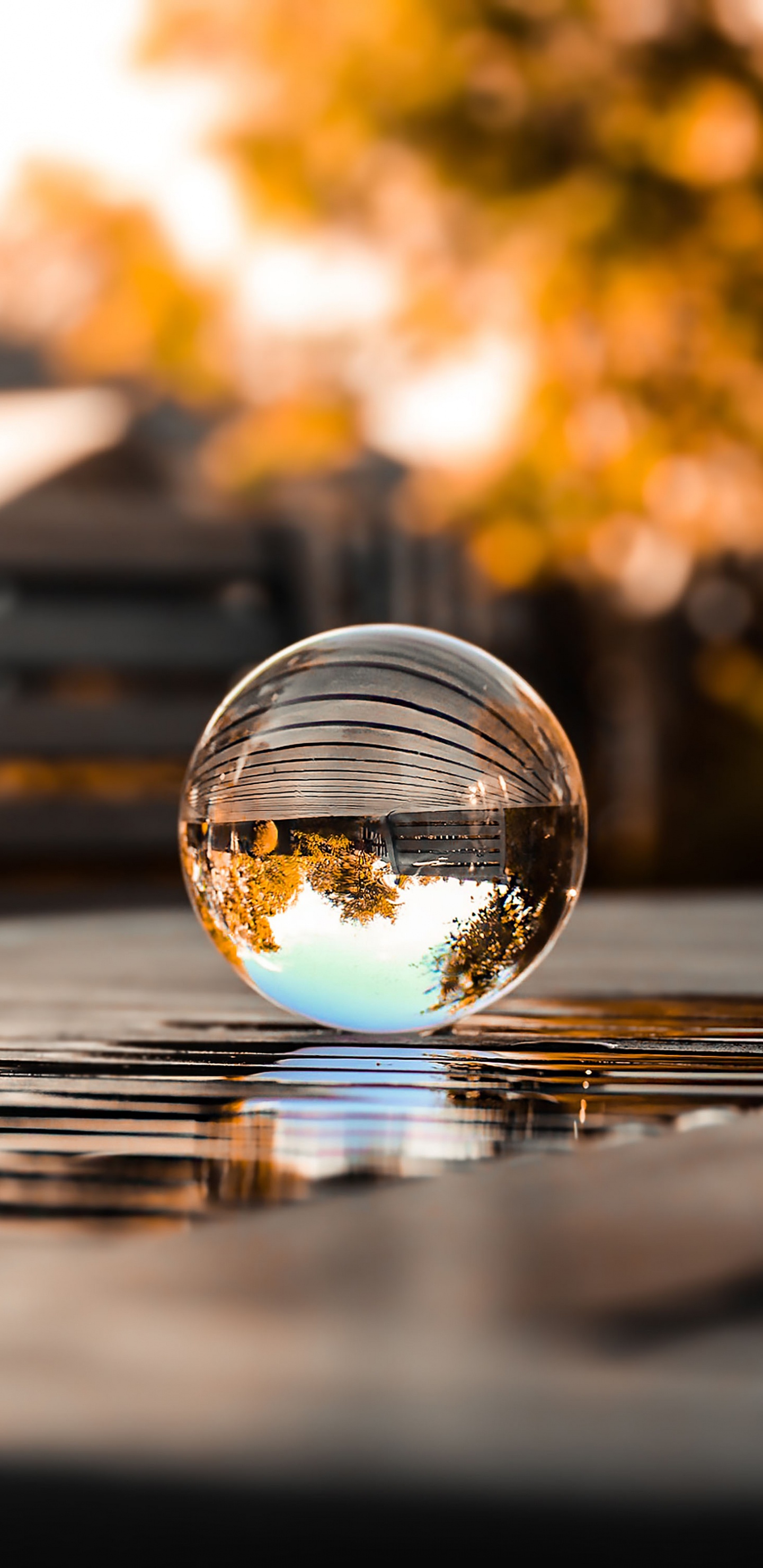 Reflection, Water, Automotive Lighting, Plant, Cloud. Wallpaper in 1440x2960 Resolution