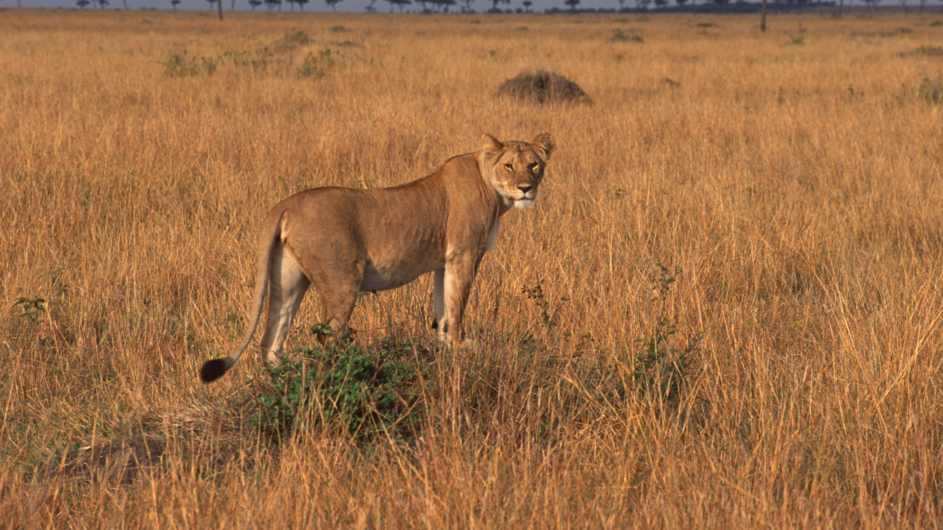 Brown Lioness on Brown Grass Field During Daytime. Wallpaper in 1366x768 Resolution