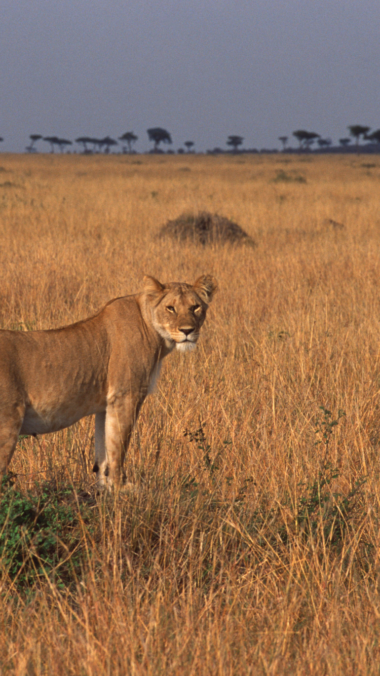 Brown Lioness on Brown Grass Field During Daytime. Wallpaper in 750x1334 Resolution