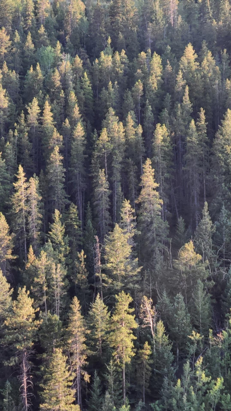 Fichten-Tannen-Wald, Fichtenwälder, Damaksnis, Fir, Gemäßigten Nadelwald. Wallpaper in 750x1334 Resolution