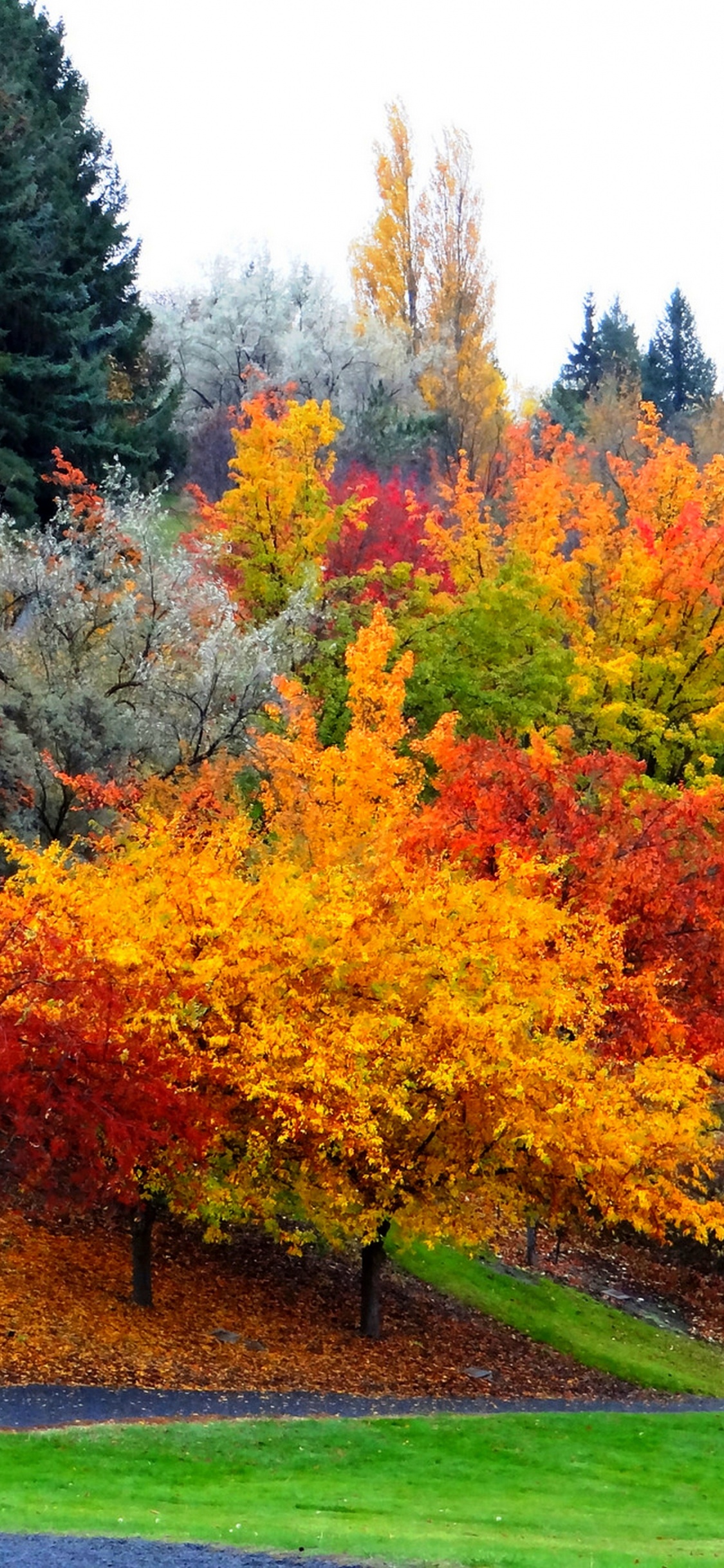 Arbres Verts et Oranges Sur Terrain D'herbe Verte Pendant la Journée. Wallpaper in 1125x2436 Resolution