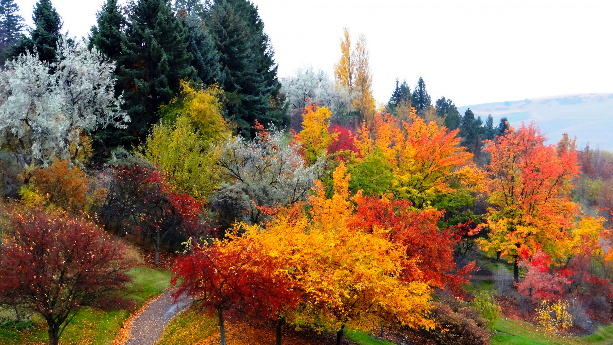 Arbres Verts et Oranges Sur Terrain D'herbe Verte Pendant la Journée. Wallpaper in 2560x1440 Resolution