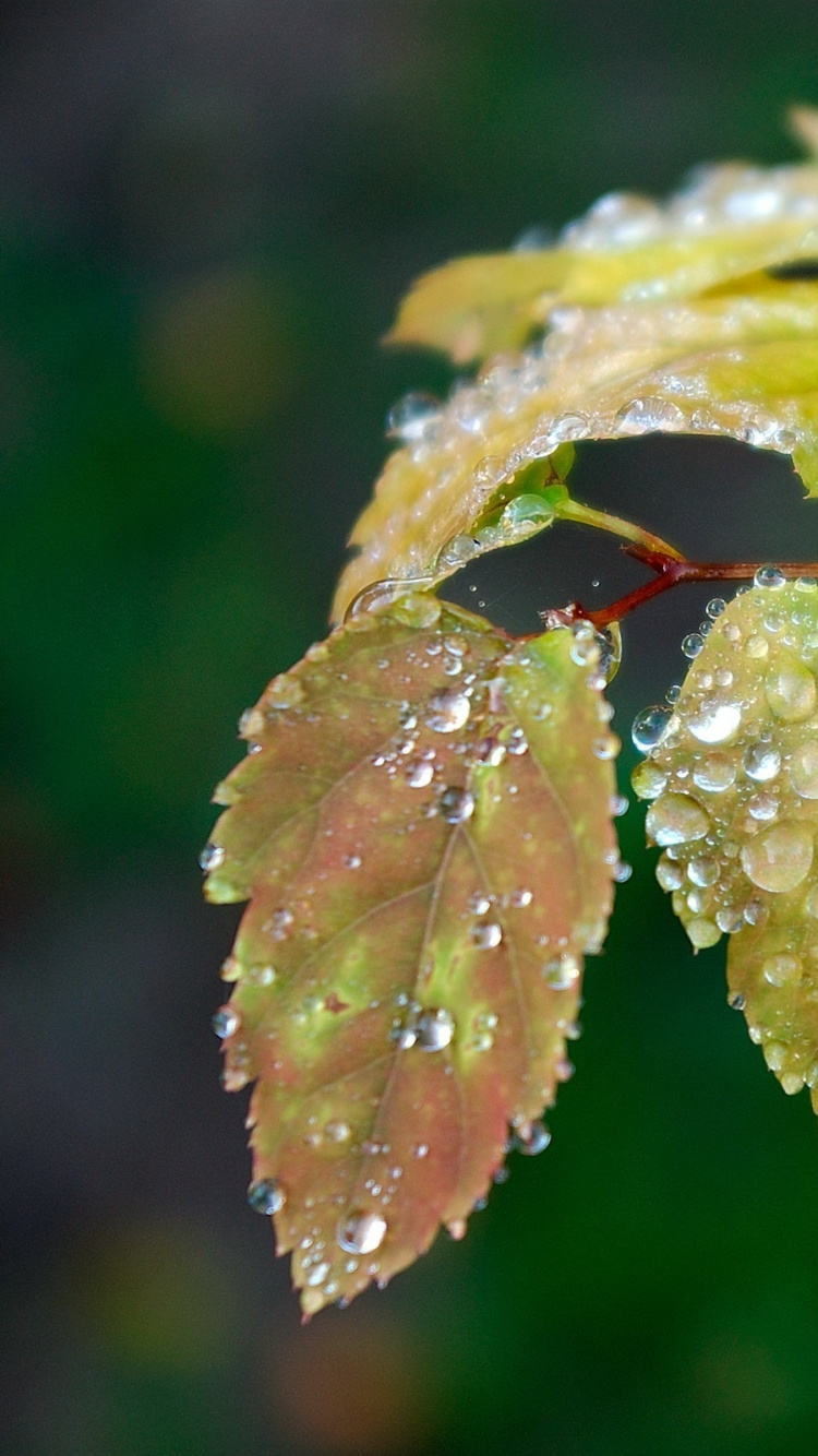 Green Leaf With Water Droplets. Wallpaper in 750x1334 Resolution