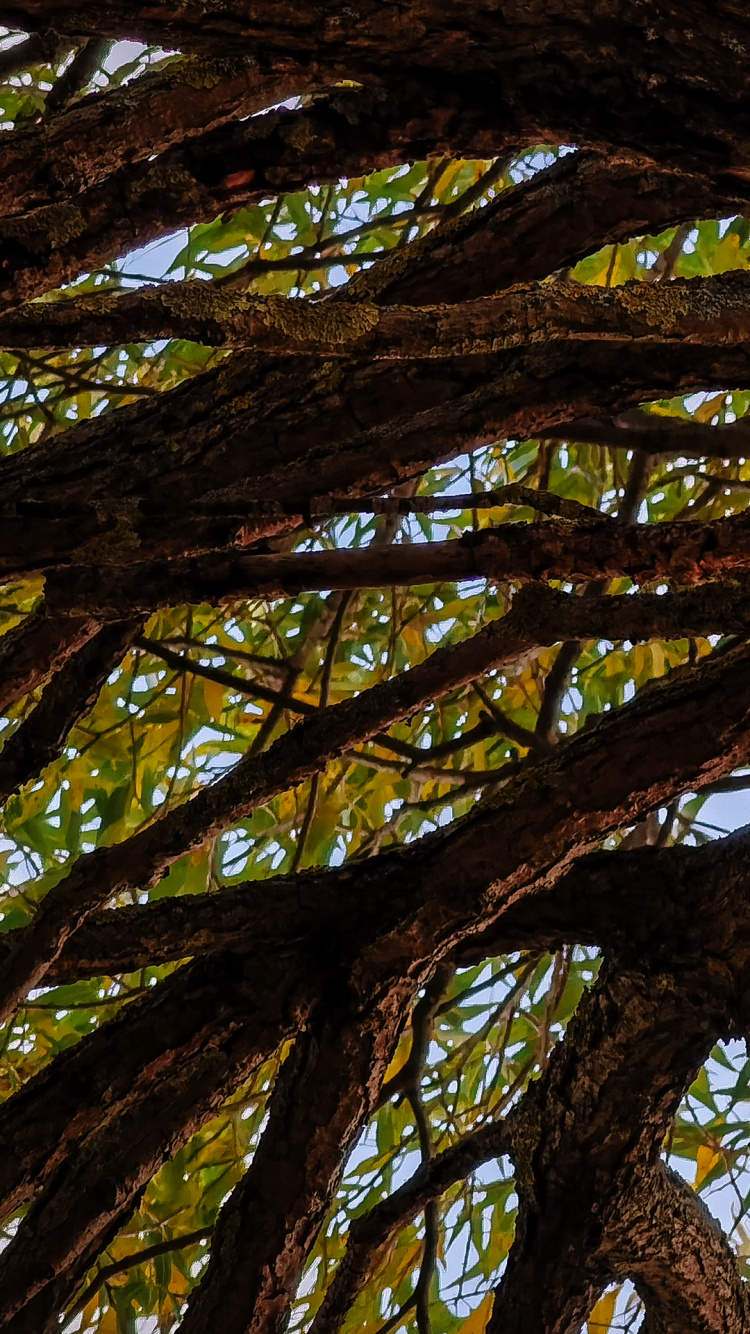 Baum, Blatt, Pflanzen, Biologie, Stamm. Wallpaper in 750x1334 Resolution