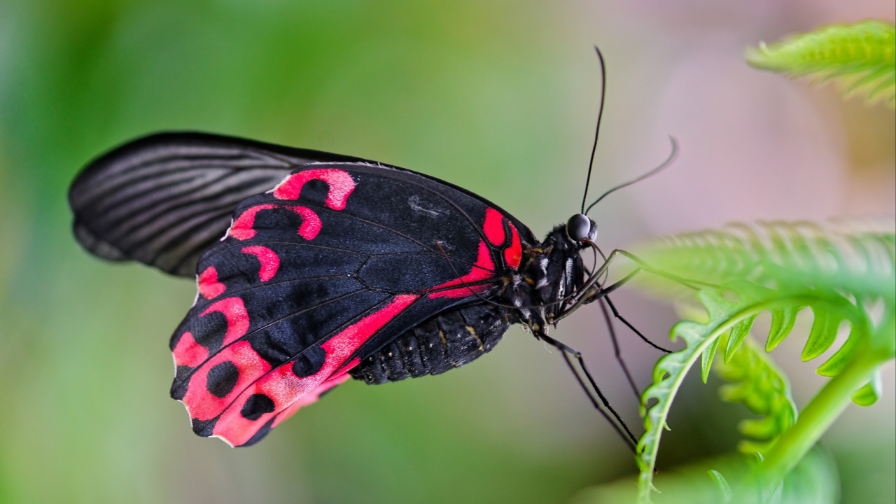 Mariposa Negra, Roja y Blanca Posada Sobre Una Hoja Verde en Fotografía de Cerca Durante el Día. Wallpaper in 1280x720 Resolution