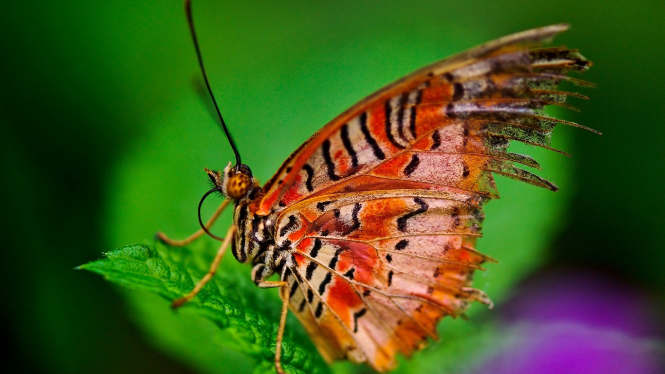 Papillon Brun et Noir Sur Feuille Verte. Wallpaper in 1366x768 Resolution