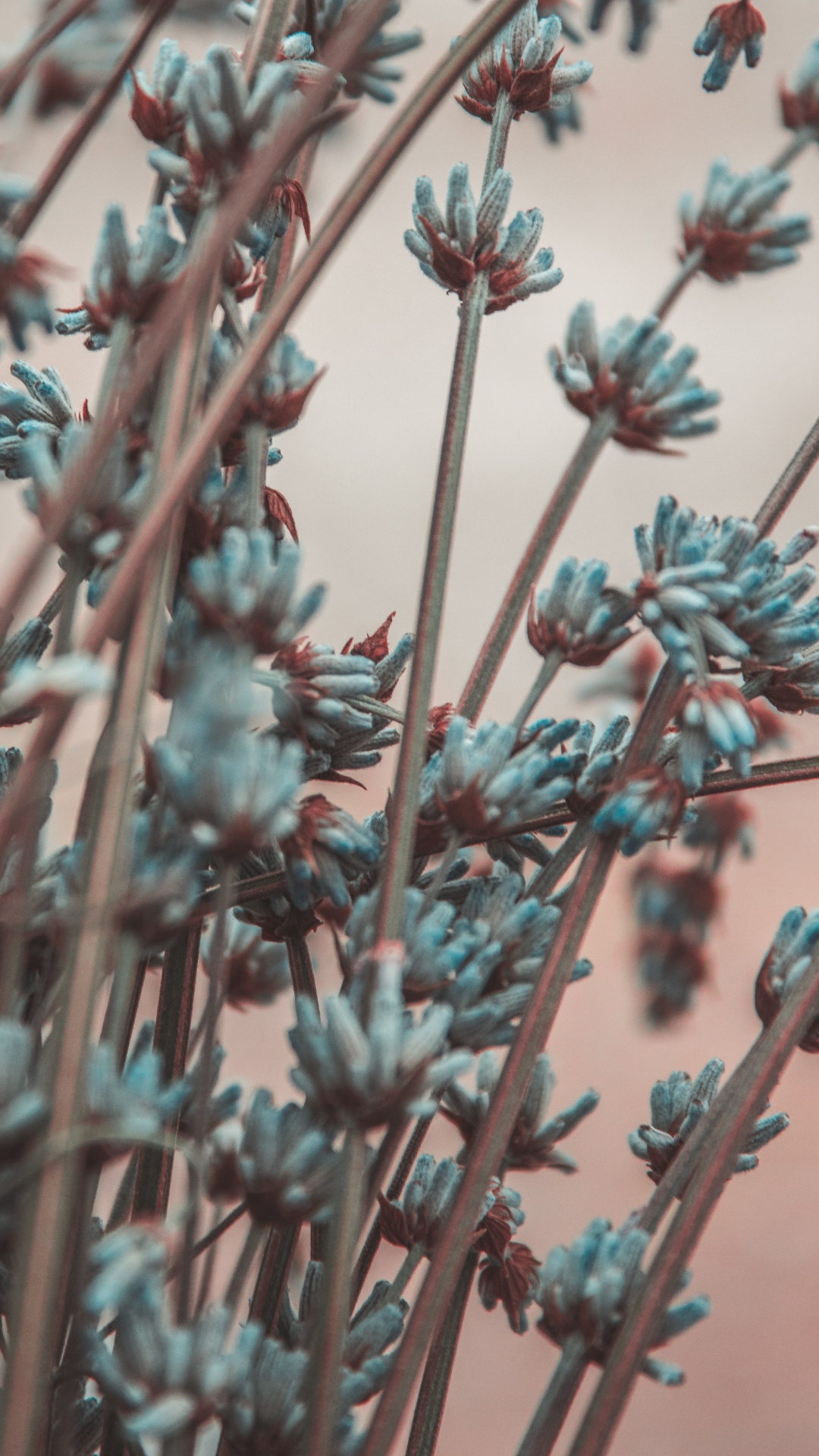 Rote Blumen in Tilt-Shift-Linse. Wallpaper in 1080x1920 Resolution