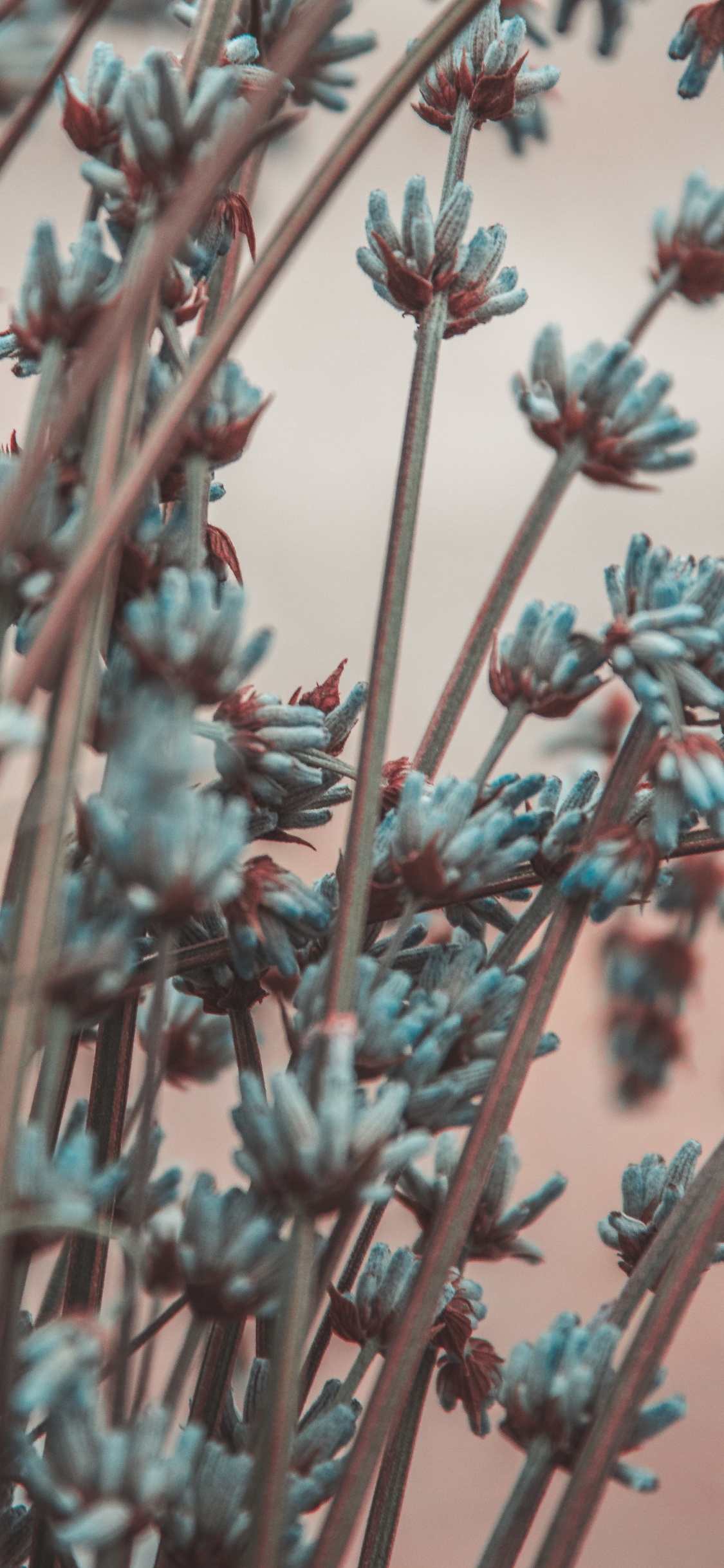 Rote Blumen in Tilt-Shift-Linse. Wallpaper in 1125x2436 Resolution