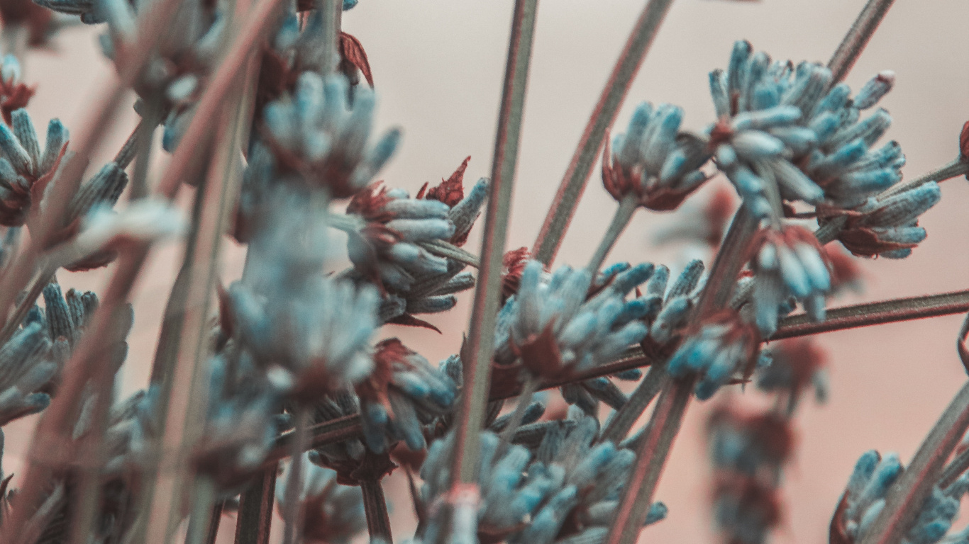 Rote Blumen in Tilt-Shift-Linse. Wallpaper in 1366x768 Resolution