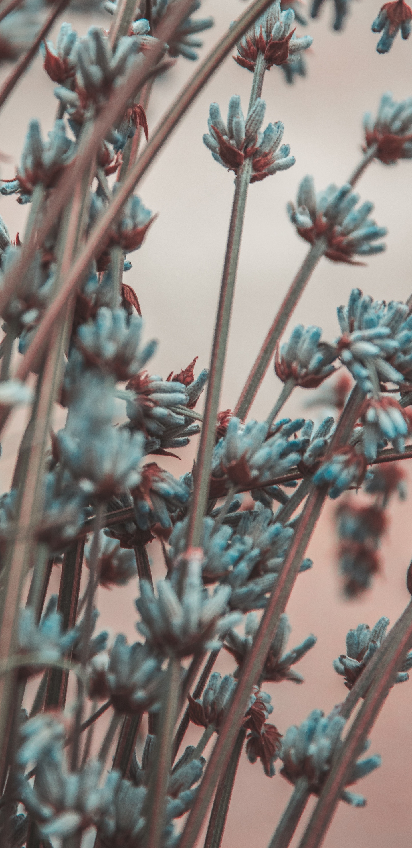 Rote Blumen in Tilt-Shift-Linse. Wallpaper in 1440x2960 Resolution