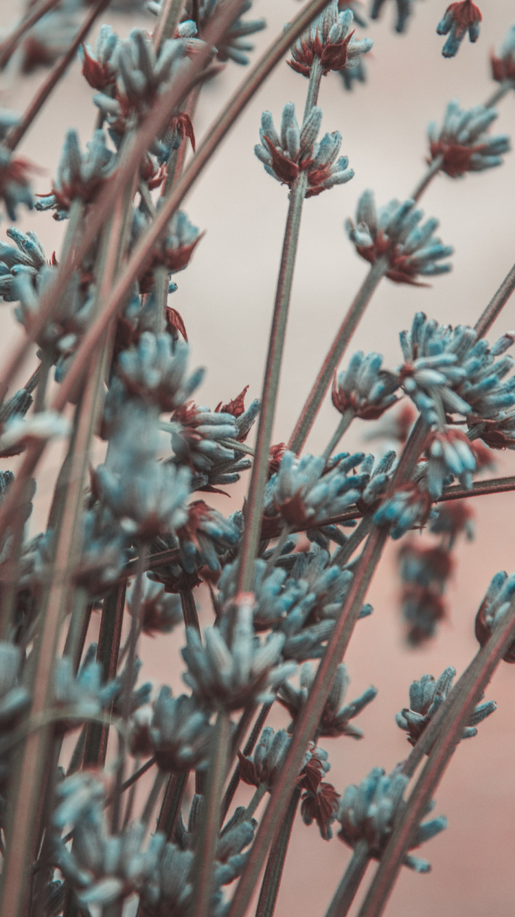 Red Flowers in Tilt Shift Lens. Wallpaper in 750x1334 Resolution