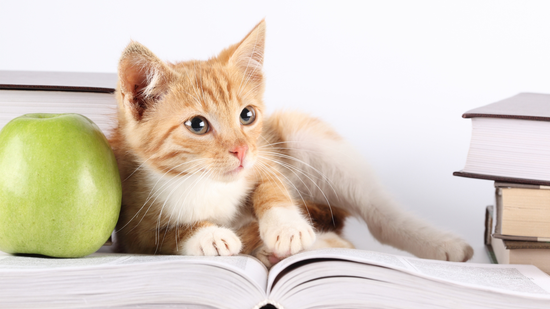 Orange Tabby Cat Lying on White Textile. Wallpaper in 1920x1080 Resolution