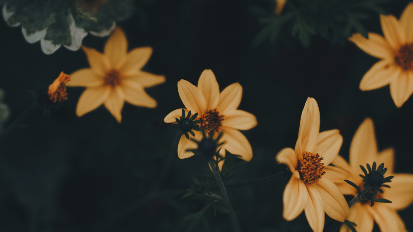 Gelbe Und Schwarze Blumen in Voller Blüte. Wallpaper in 1366x768 Resolution
