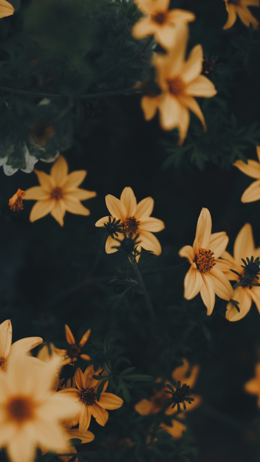 Yellow and Black Flowers in Bloom. Wallpaper in 1080x1920 Resolution